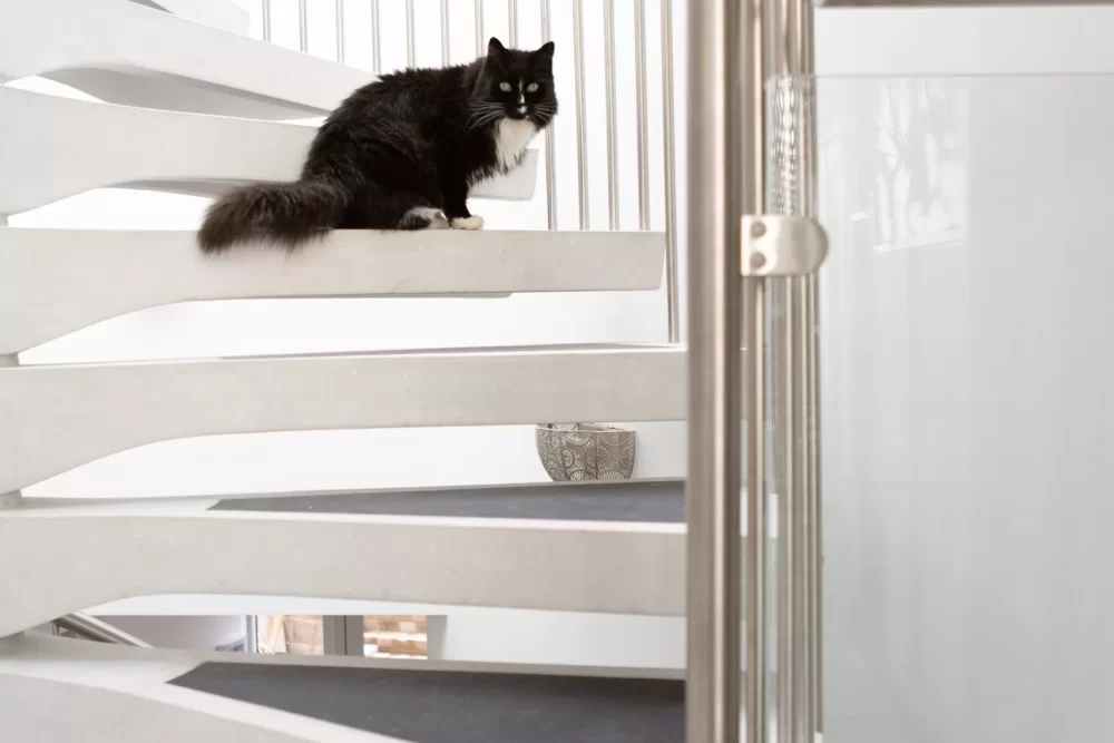 cat spiral staircase pets and spiral staircases uk london staircase designers white concrete stairs