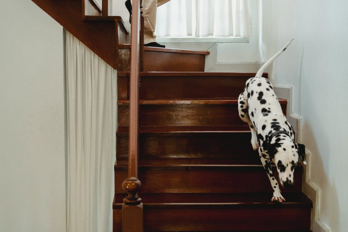 Spiral staircase hot sale for dogs